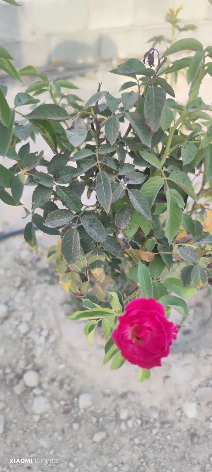 زمین باغی ۱۱۵۰ متری