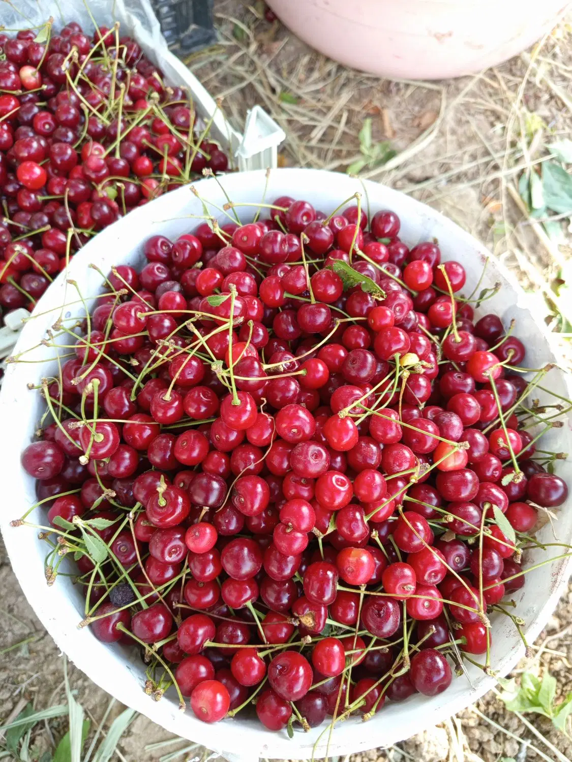 باغ فروشی استانه