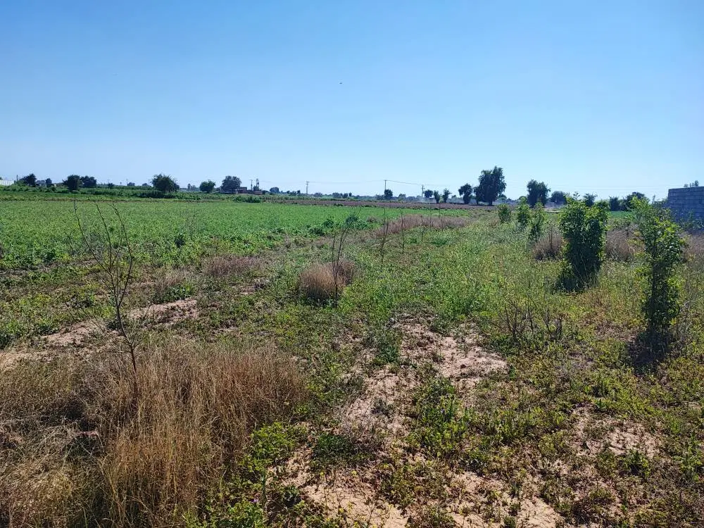 فروش باغچه ۷۵۰ متری در شهرستان دزفول