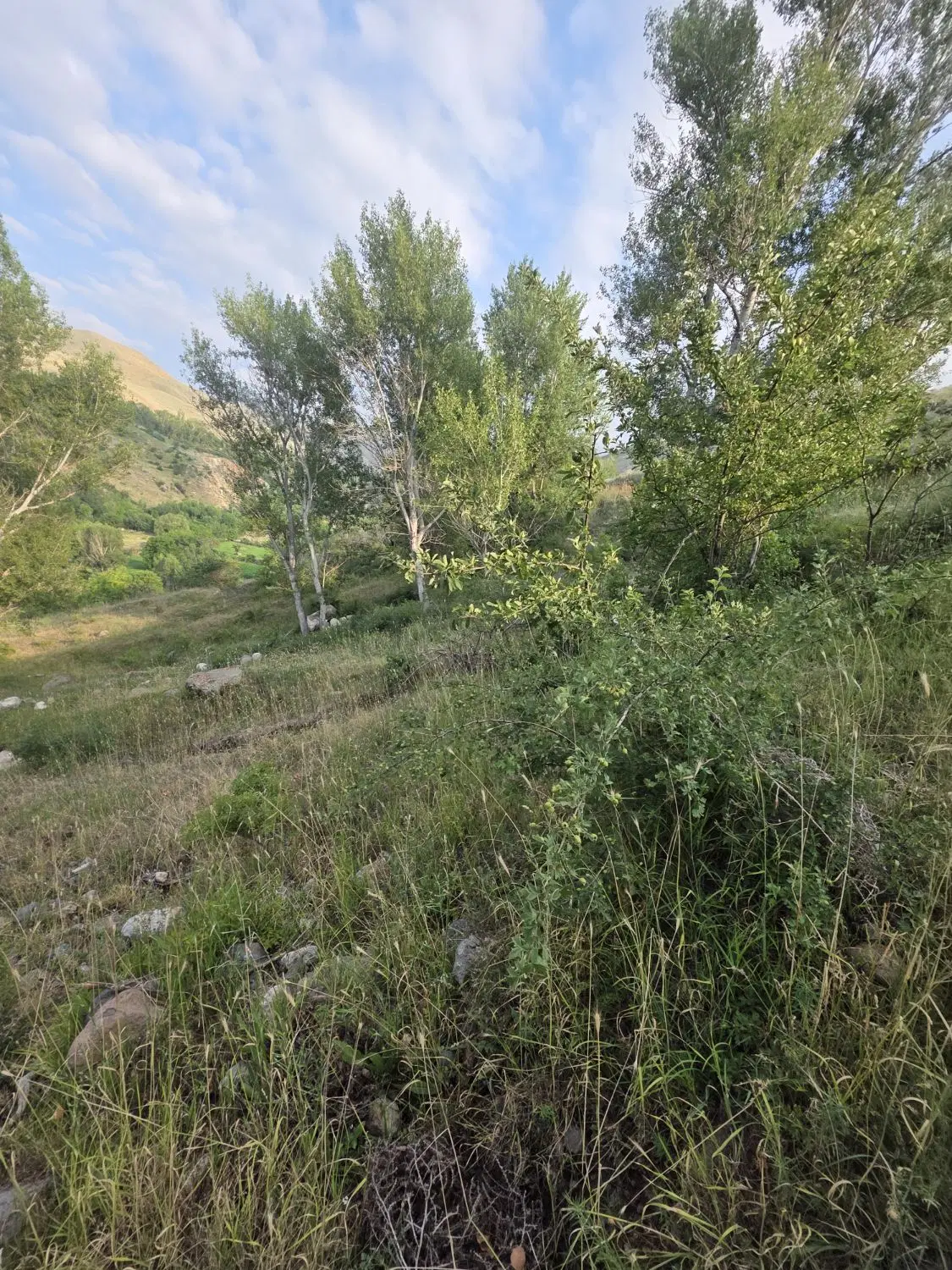 فروش باغ خوش‌آب‌وهوا با درختان مثمر در روستای انار