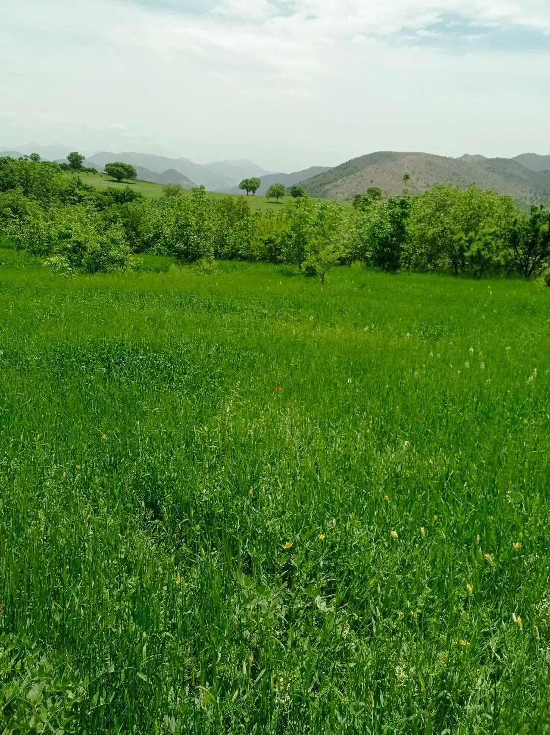 فروش زمین