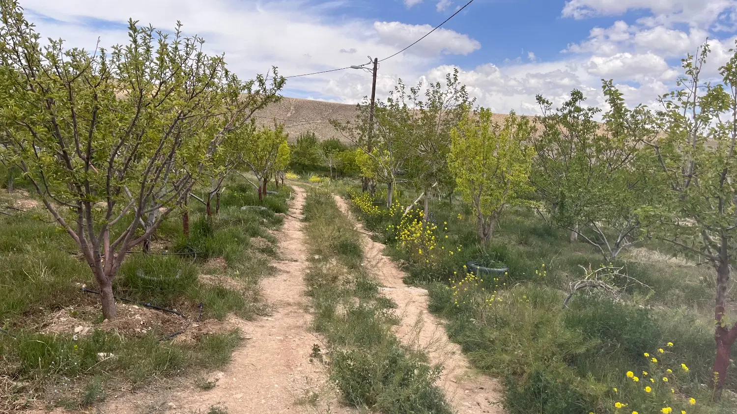 باغ در محل دنج حسن آباد فیروزکوه تنگه واشی