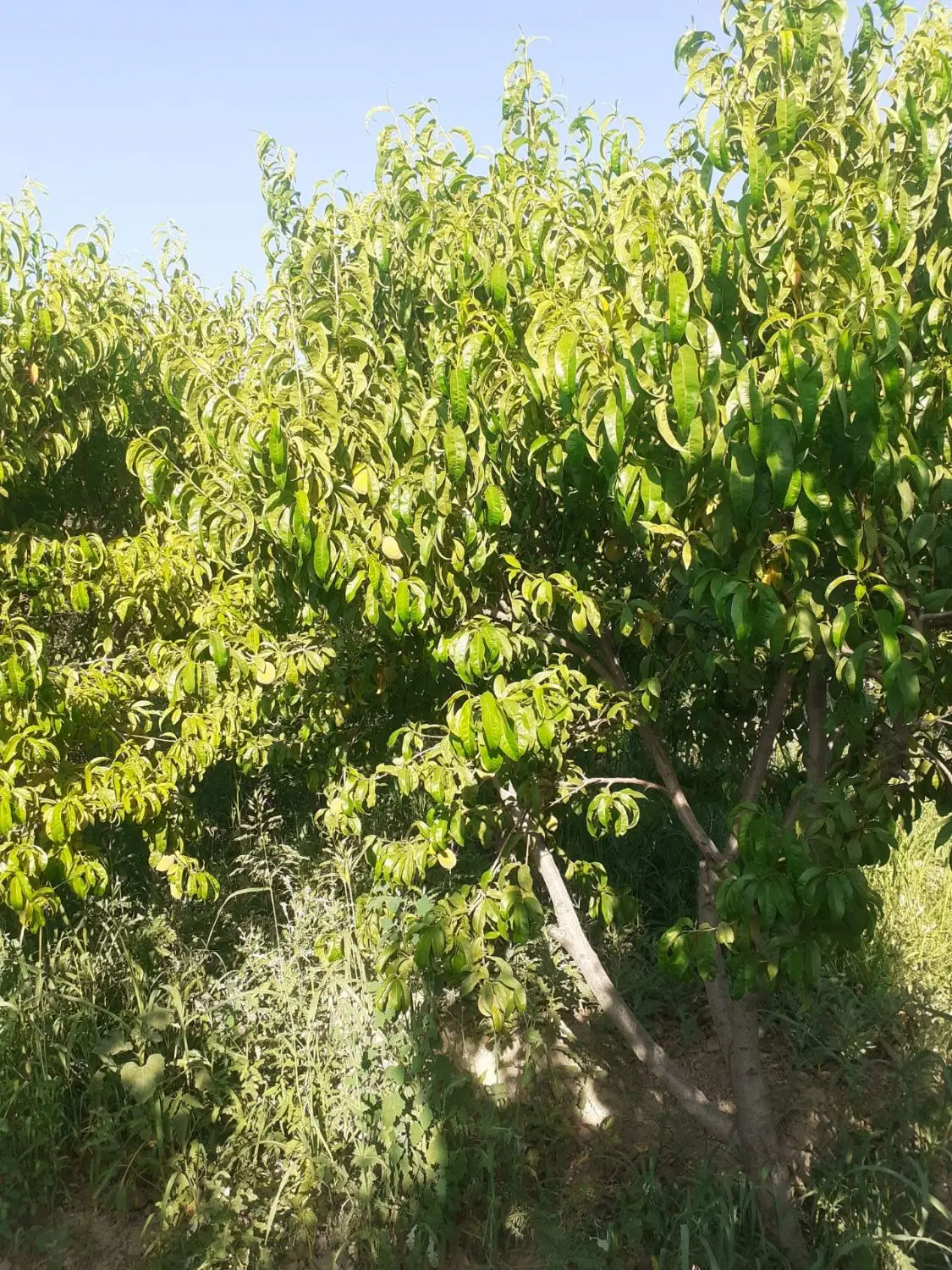 300متر باغچه حاجی بیگ