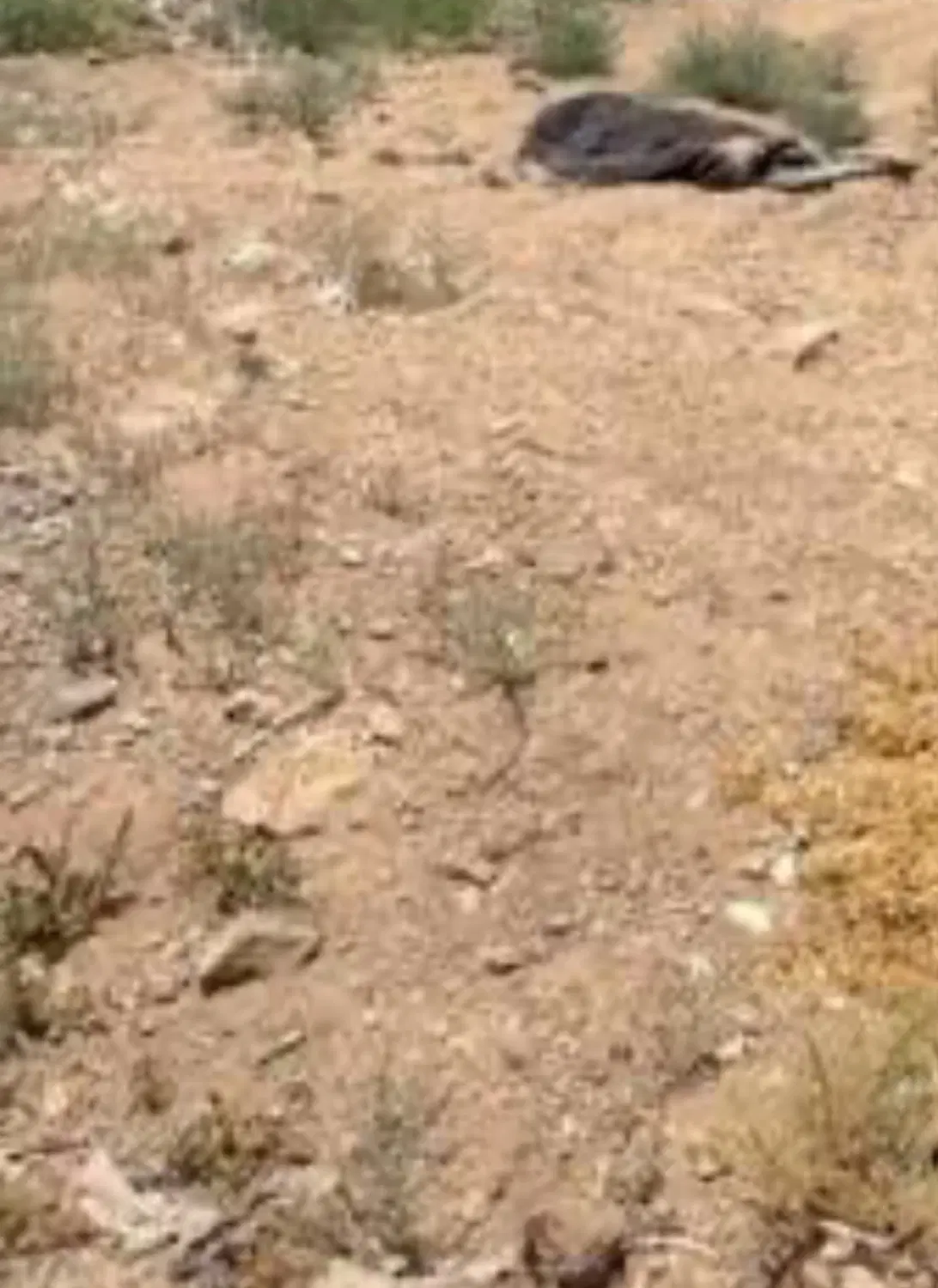 زمین مسکونی مهدیشهر