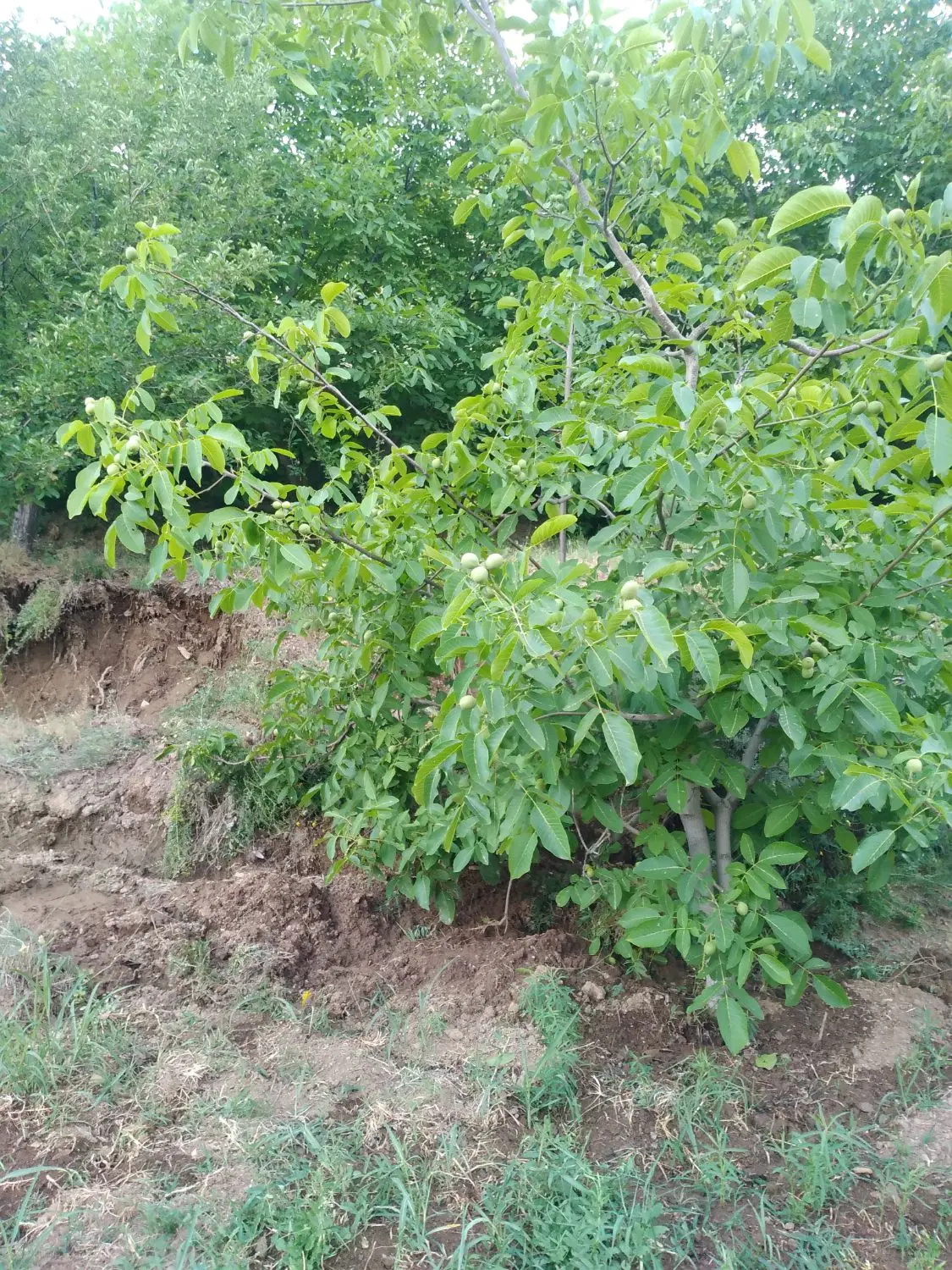 زمین مسکونی تپه موسک