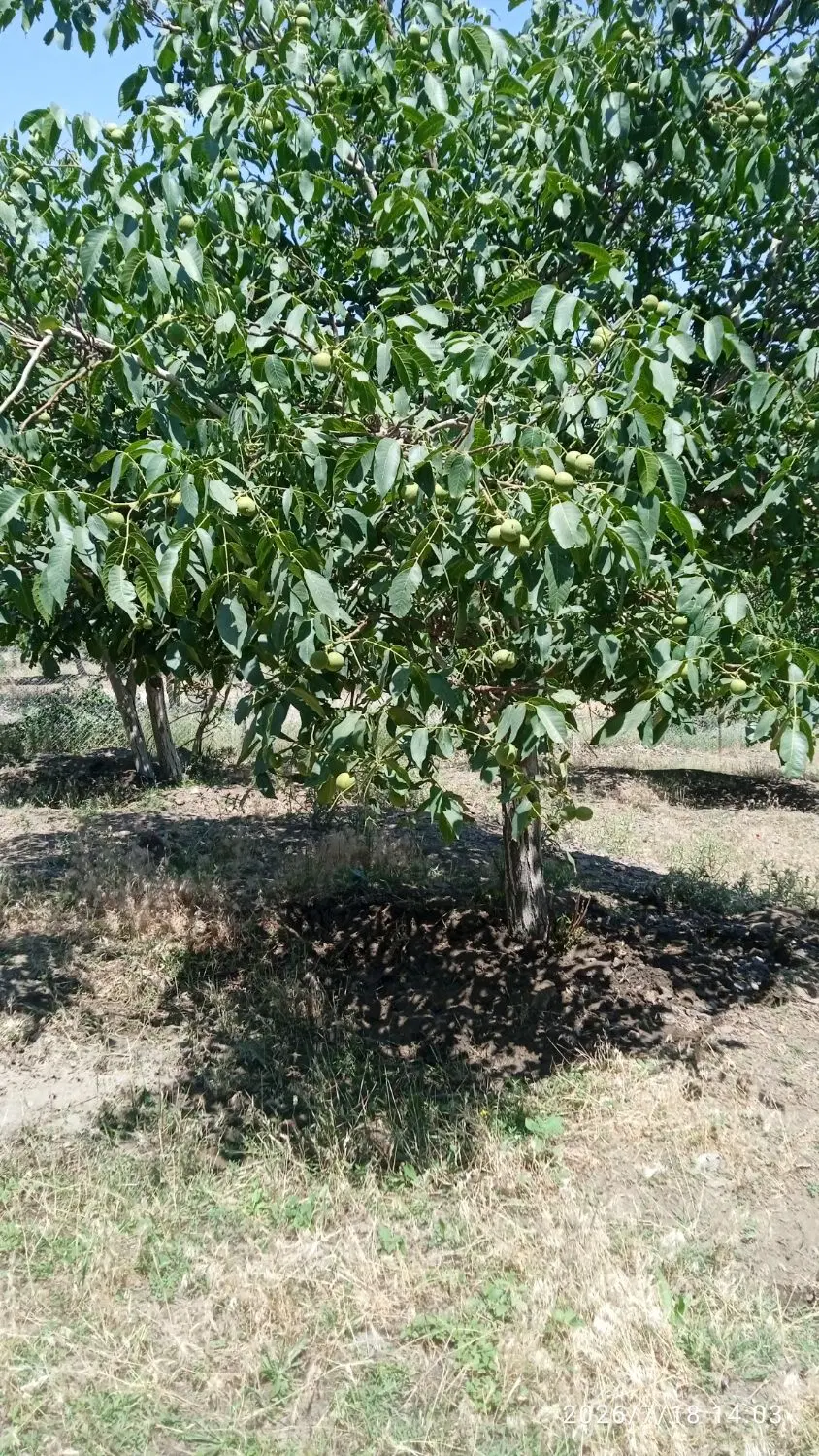 باغ گردو