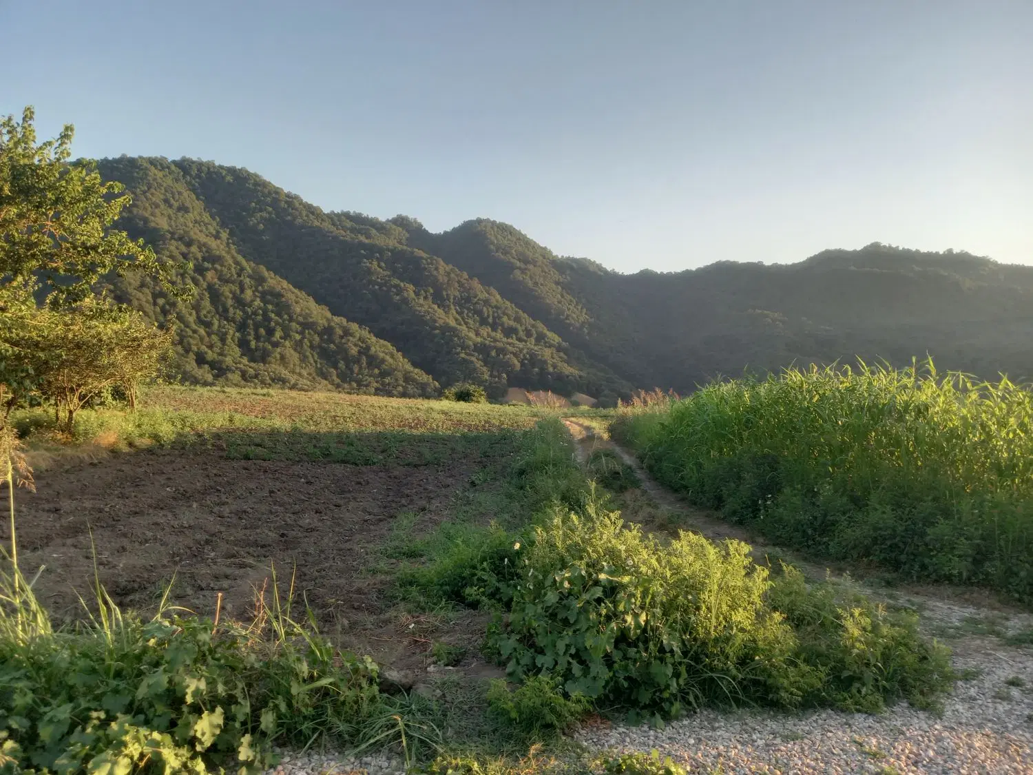 زمین ویلایی در روستای یورت زینل