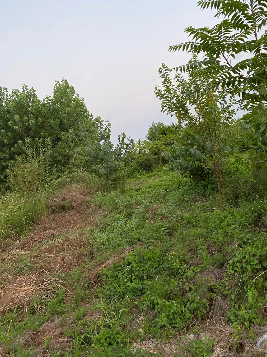 زمین مسکونی