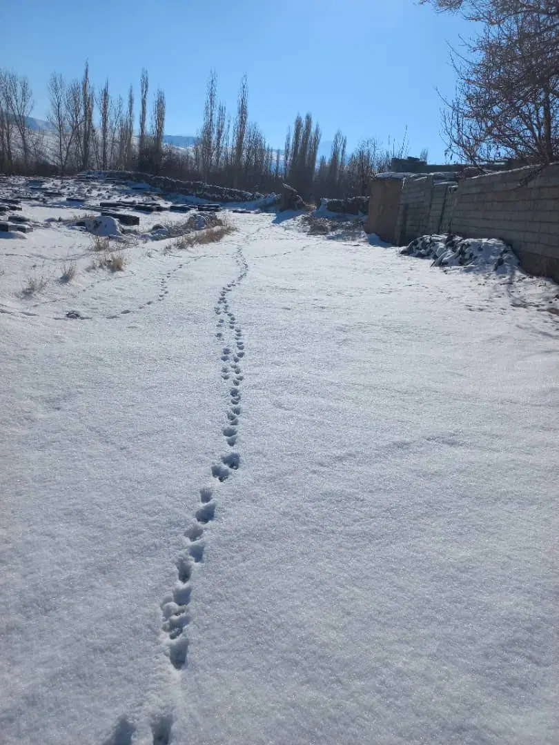 زمین زراعی حدود یک هکتار معروف به پشته