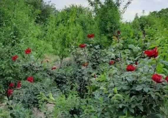 باغچه شهید کلانتری