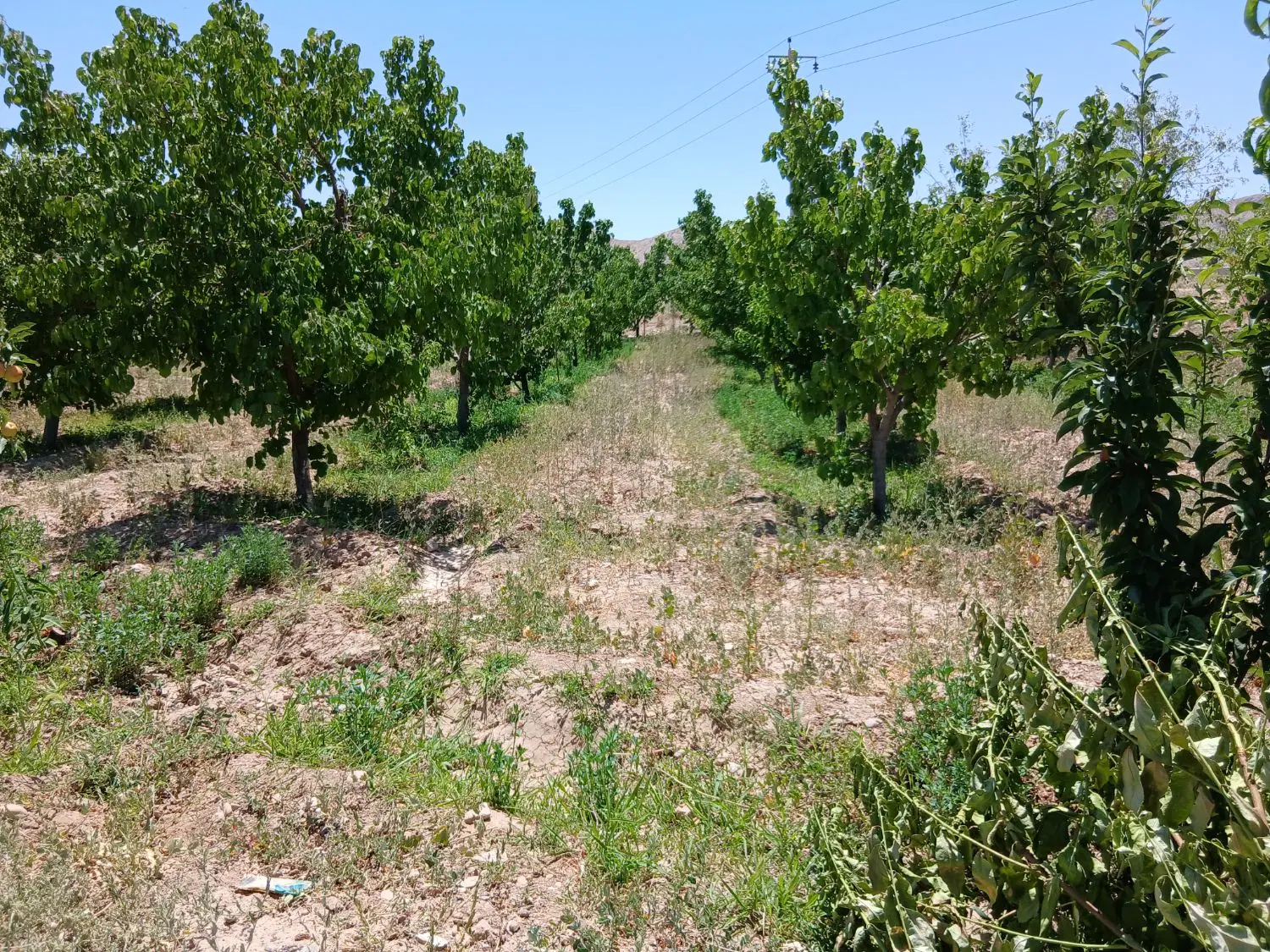 زمین و باغ