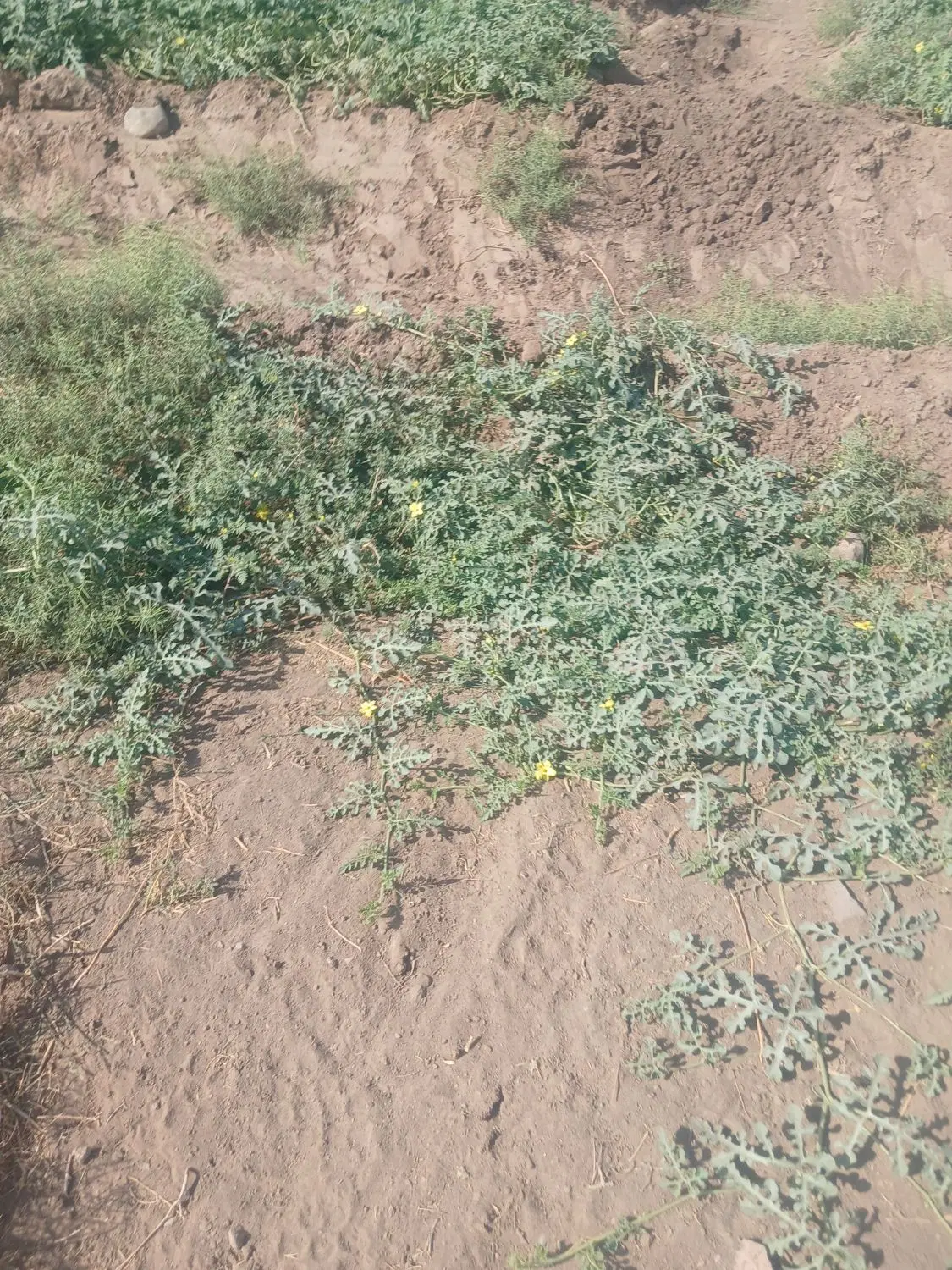 اجاره 6ساعت اب کشاورزی