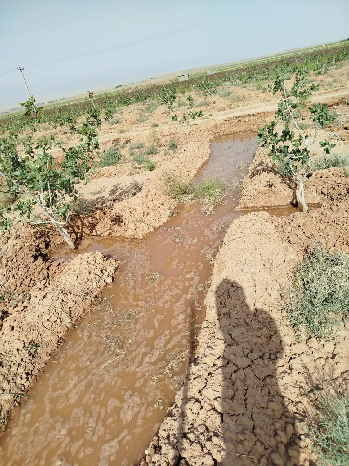 زمین کشاورزی 7ساعت