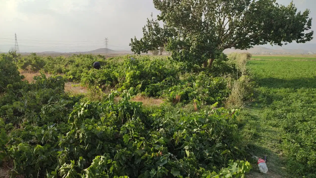 فروش باغ