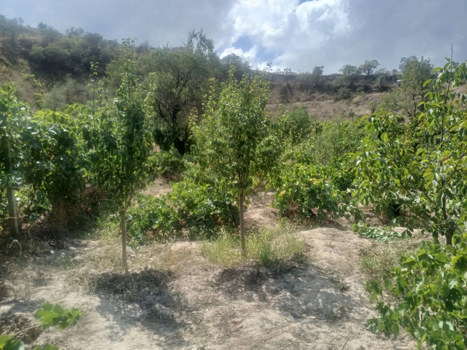 باغ در مملجه حدود ۳۰۰ متر