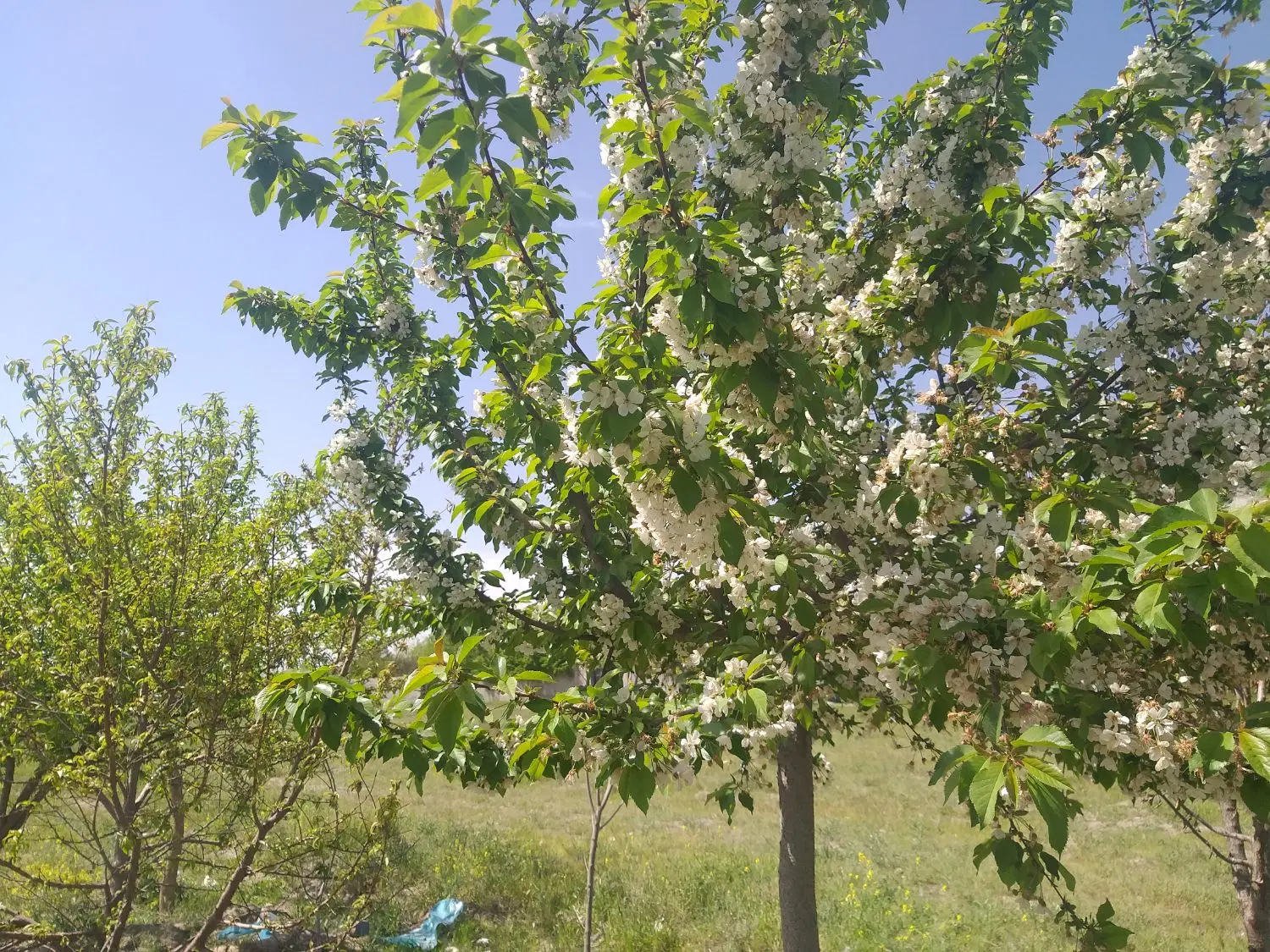 فروش زمین