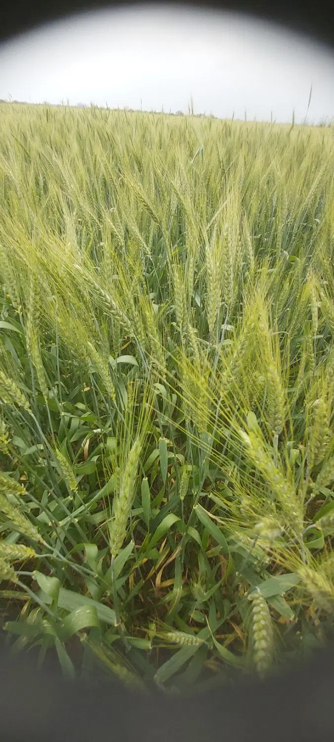 زمین کشاورزی در(قیللی) جنوب روستای دوگونچی