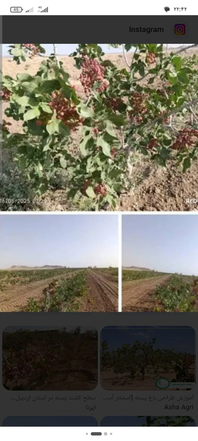 باغ پسته