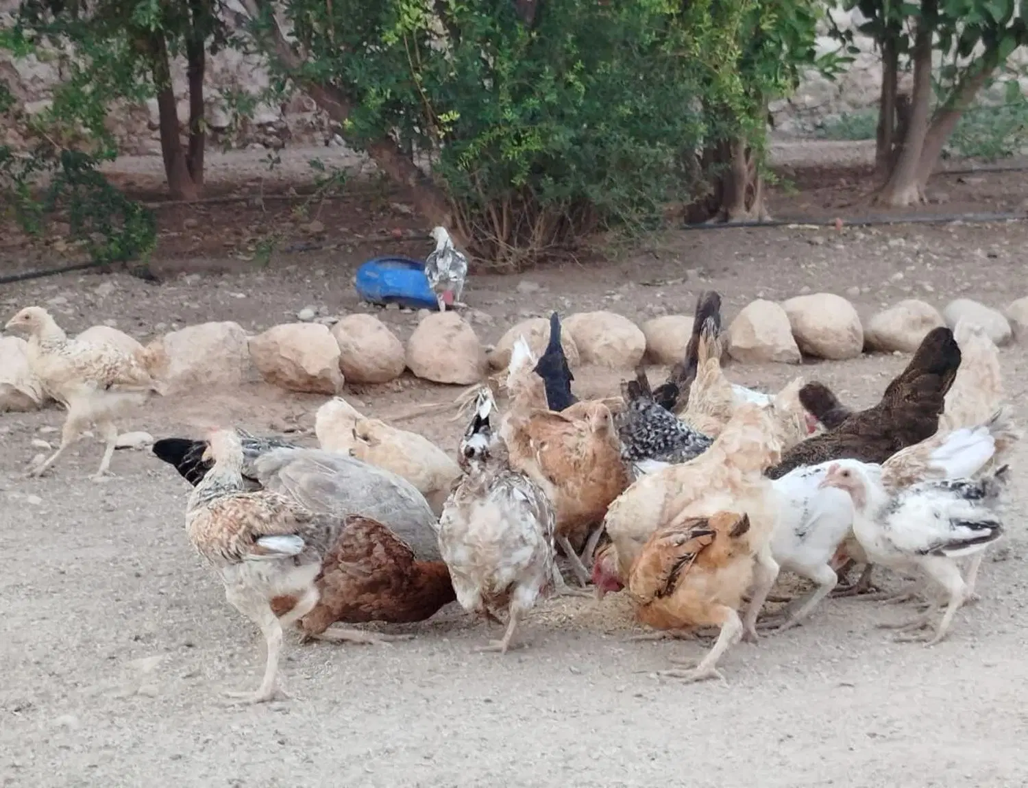 یک باب منزل مسکونی در روستای سرچاه۱۳۶۰متر‌