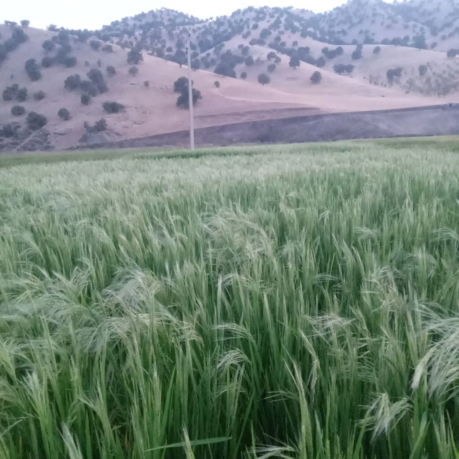 زمین روبه‌روی امامزاده عبدالله