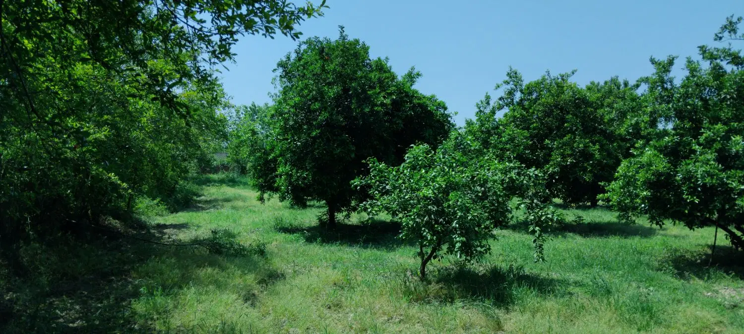 باغ روستای لیوان شرقی(بندرگز)