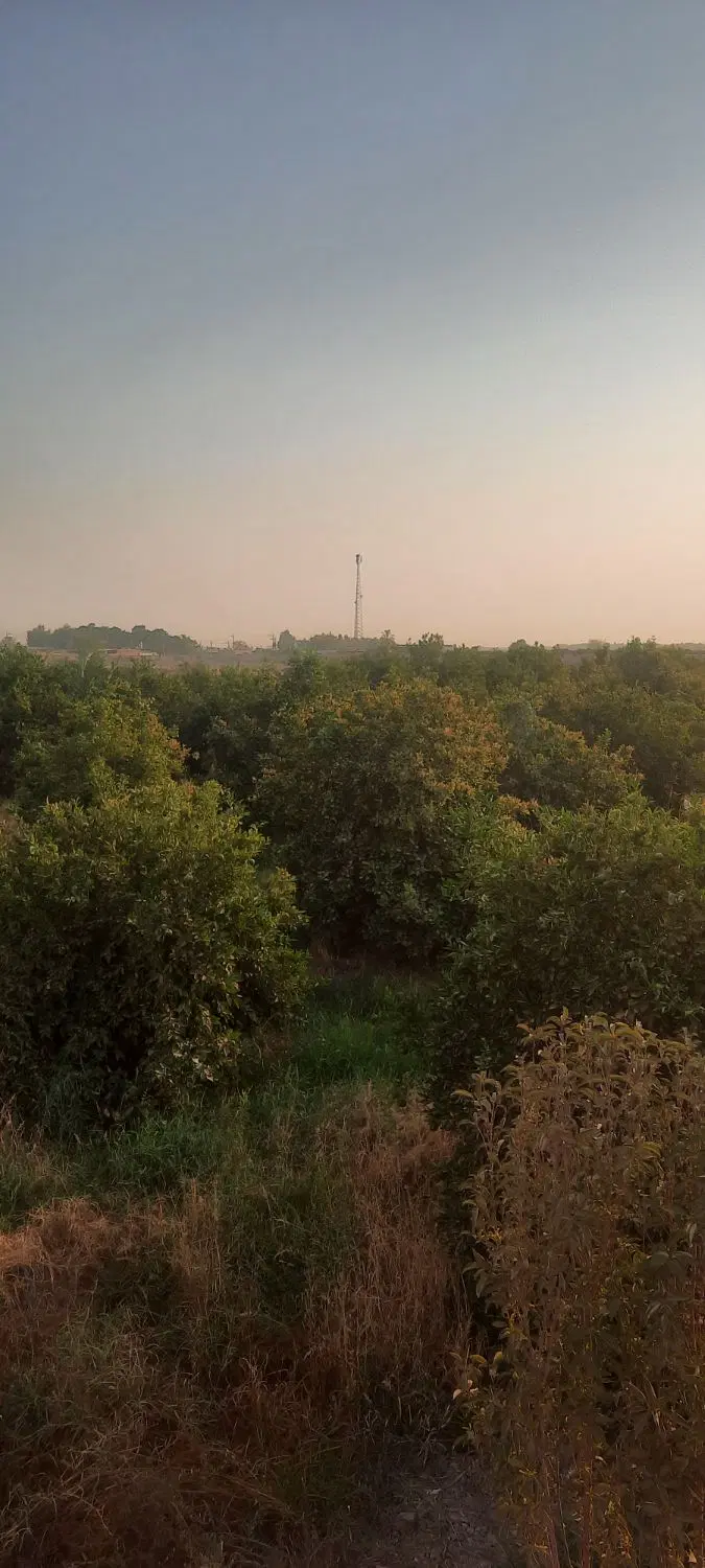 باغ زاویه