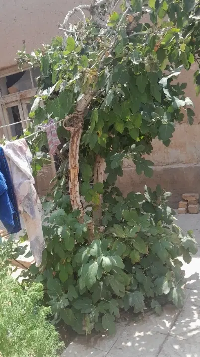 8000مترزمین کشاورزی کلاله روستای توتلی تمک
