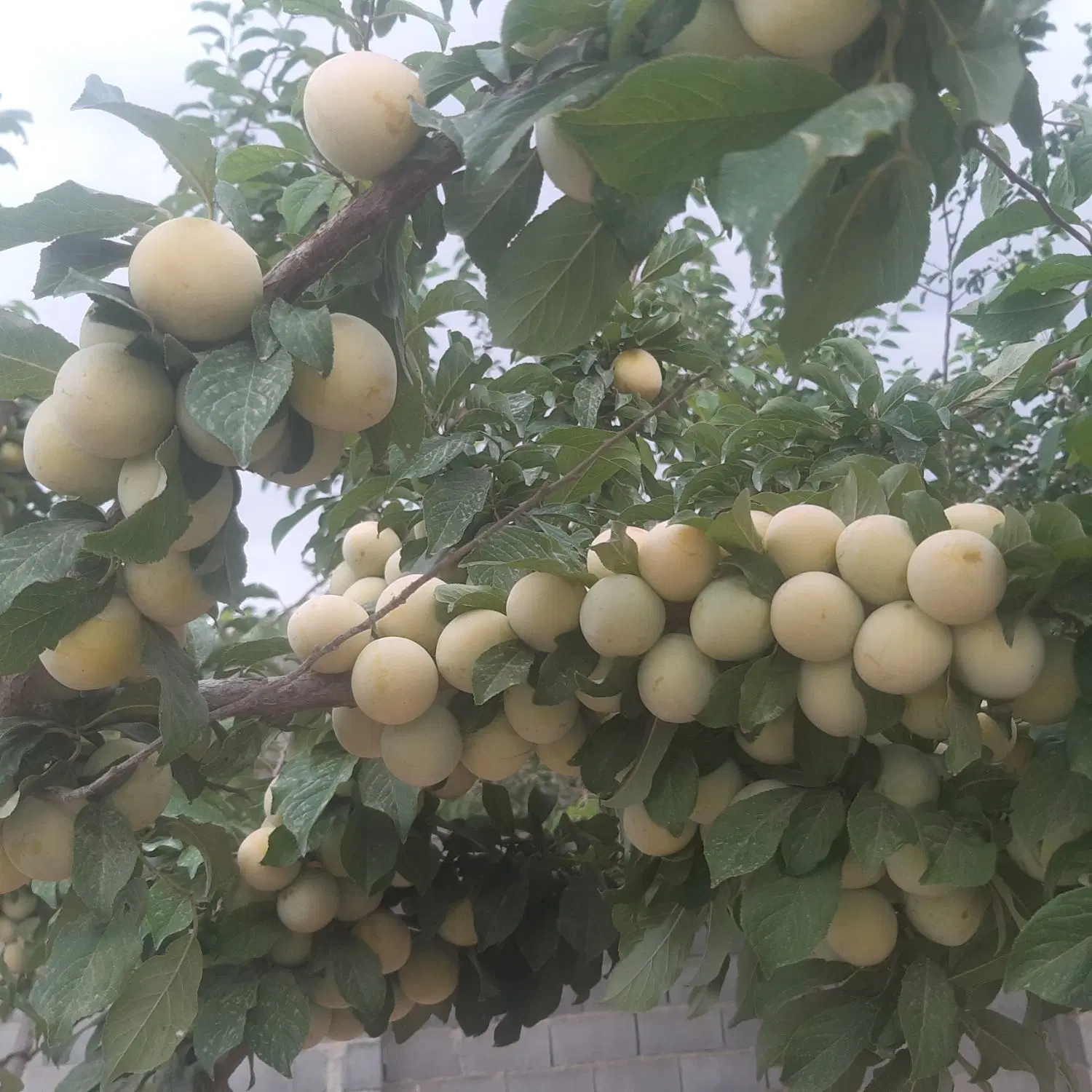 زمین درسید آباد دماوند