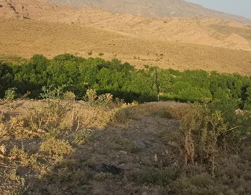 زمین ۶ دانگ پردیس