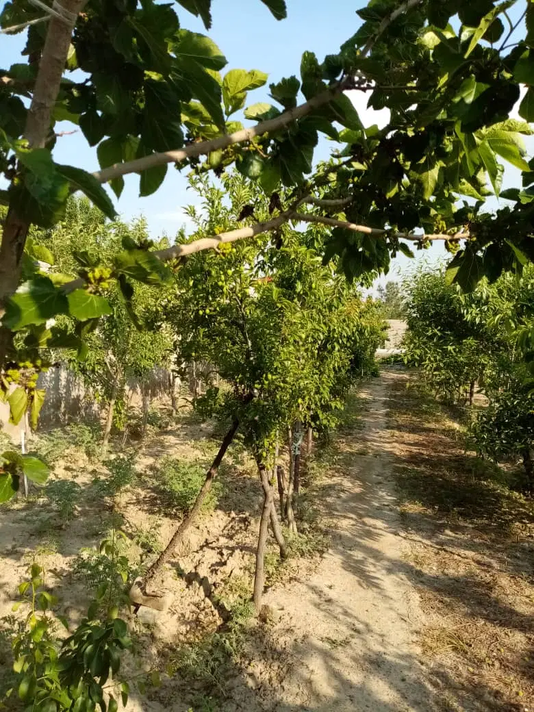 باغ عسگریه