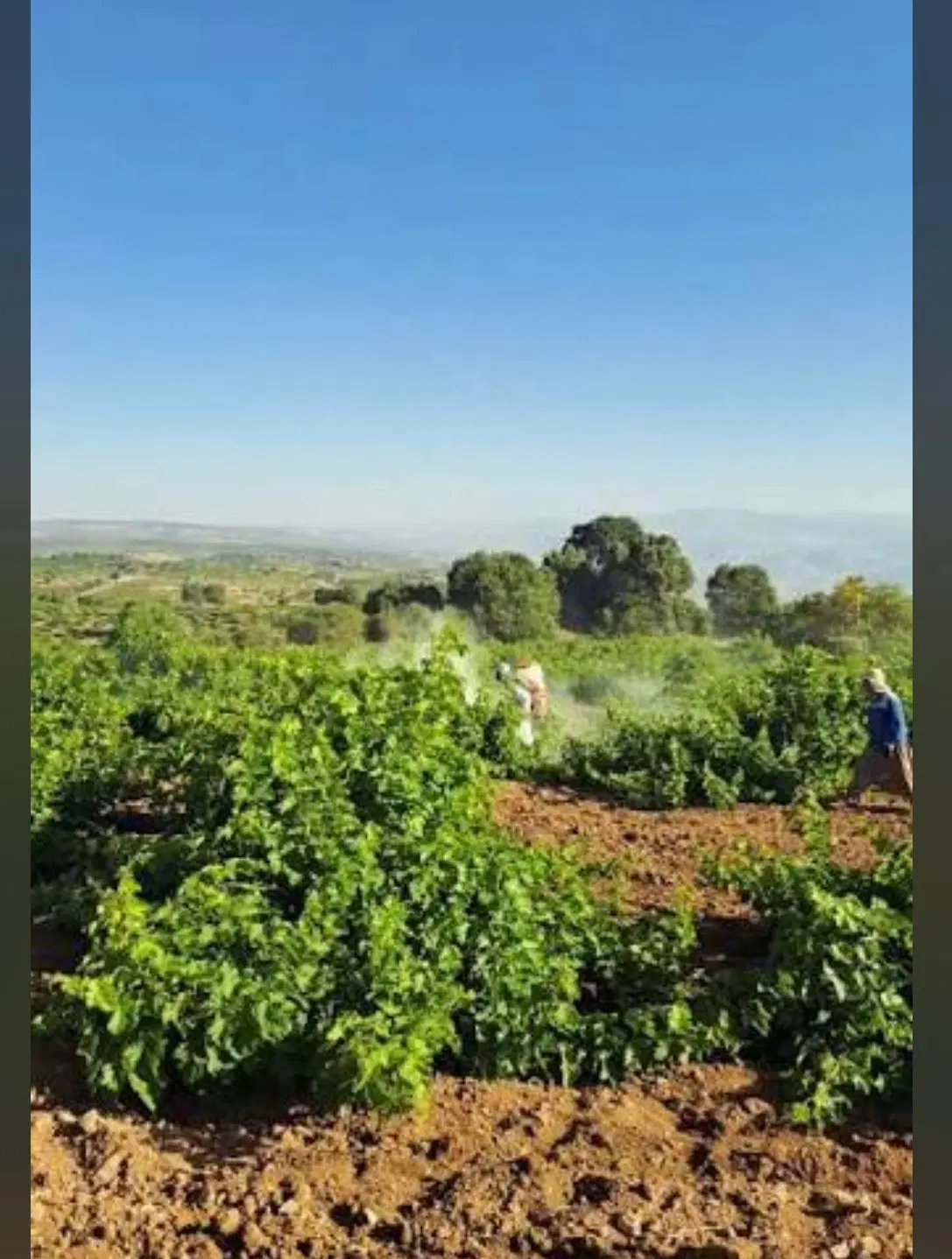 اجاره باغ انگو