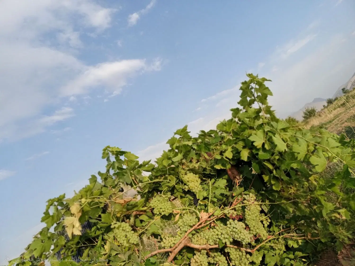باغ انگور