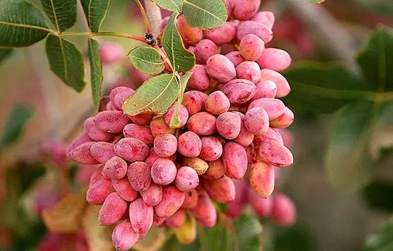 باغ _ خونه باغ