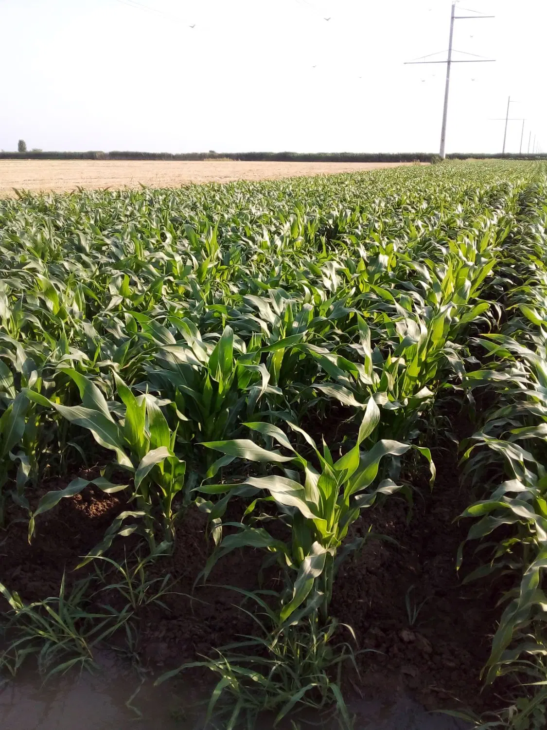 اجاره برای کشت سیر