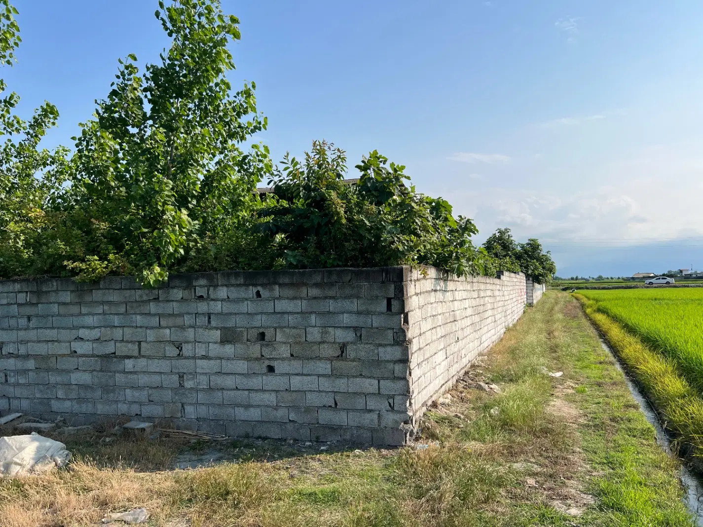 زمین‌ باغی