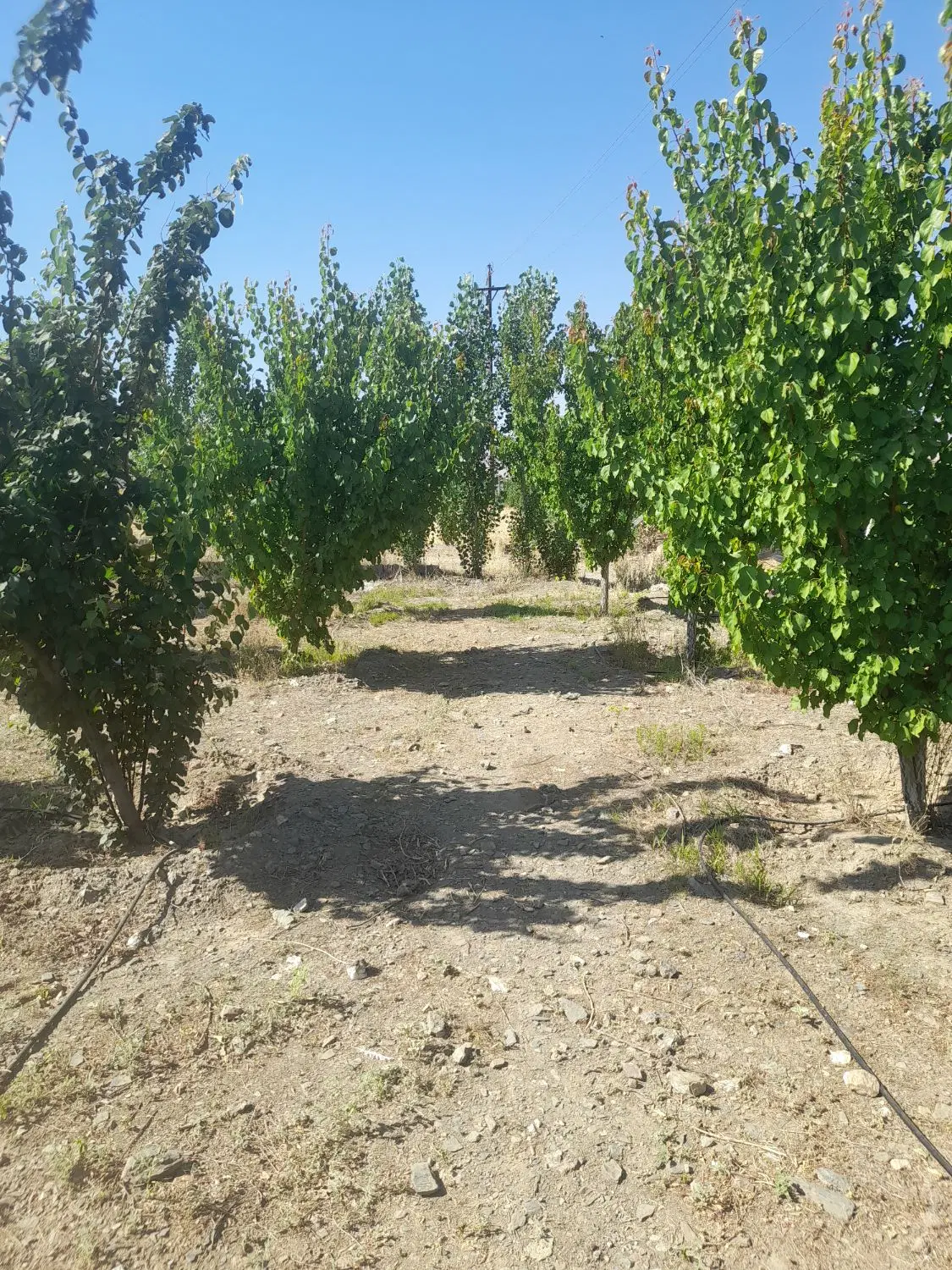 فروش گلخانه و باغ