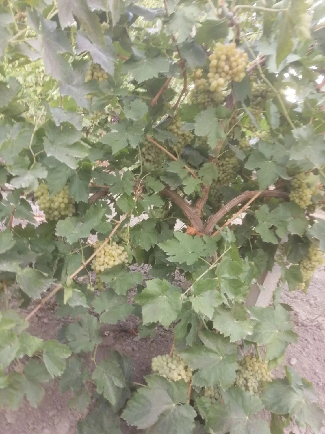 باغ انگور به اجاره داده می‌شود