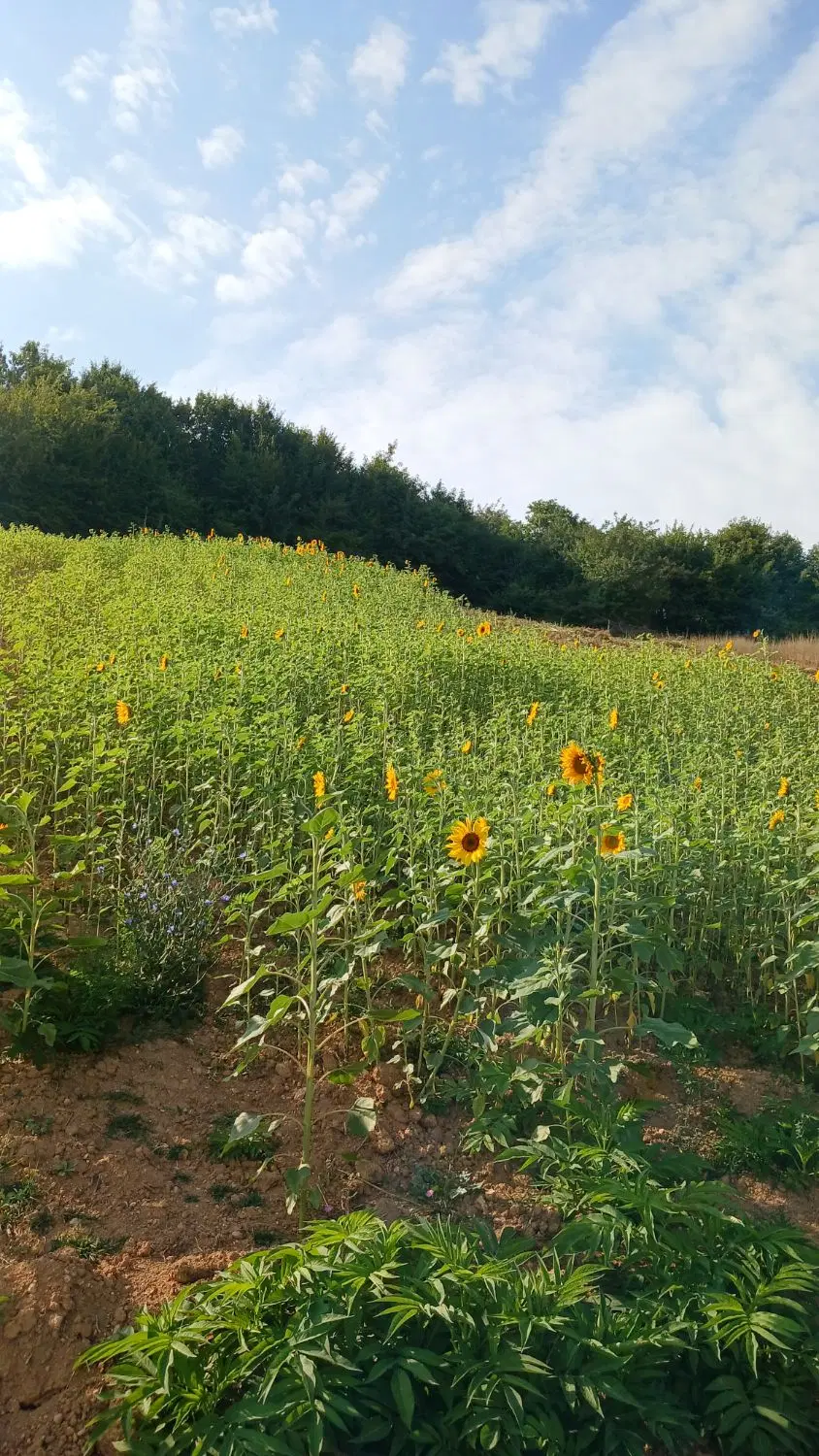 زمین متراژ ۵۰۰ متر دهنه ۱۱،۳۰نیم مناسب برای باغ