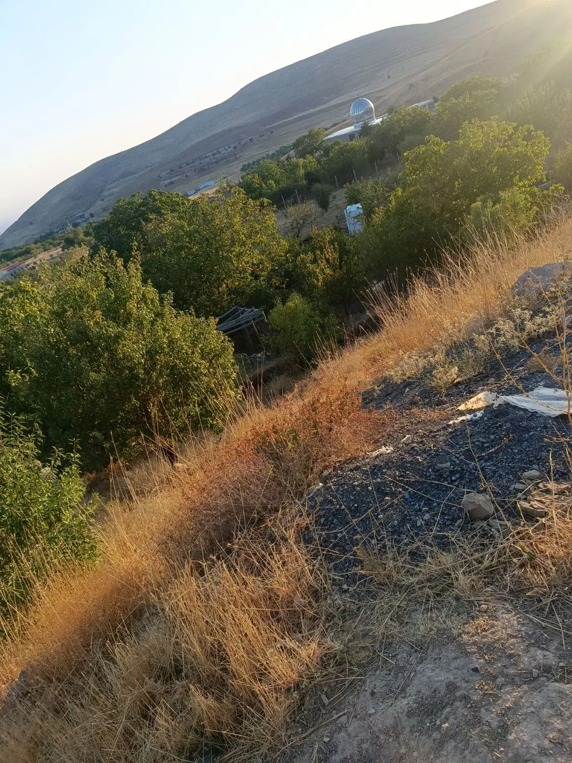 زمین زرشک