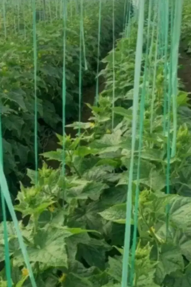 گلخانه همراه باکود جهت اجاره