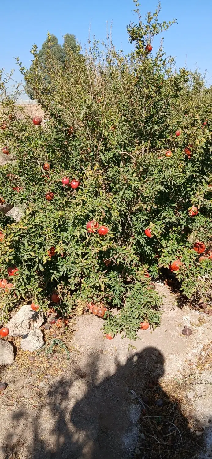فروش زمین وباغ اناری