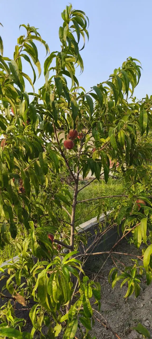 زمین مسکونی به متراژ ۵۸۰ متر مربع