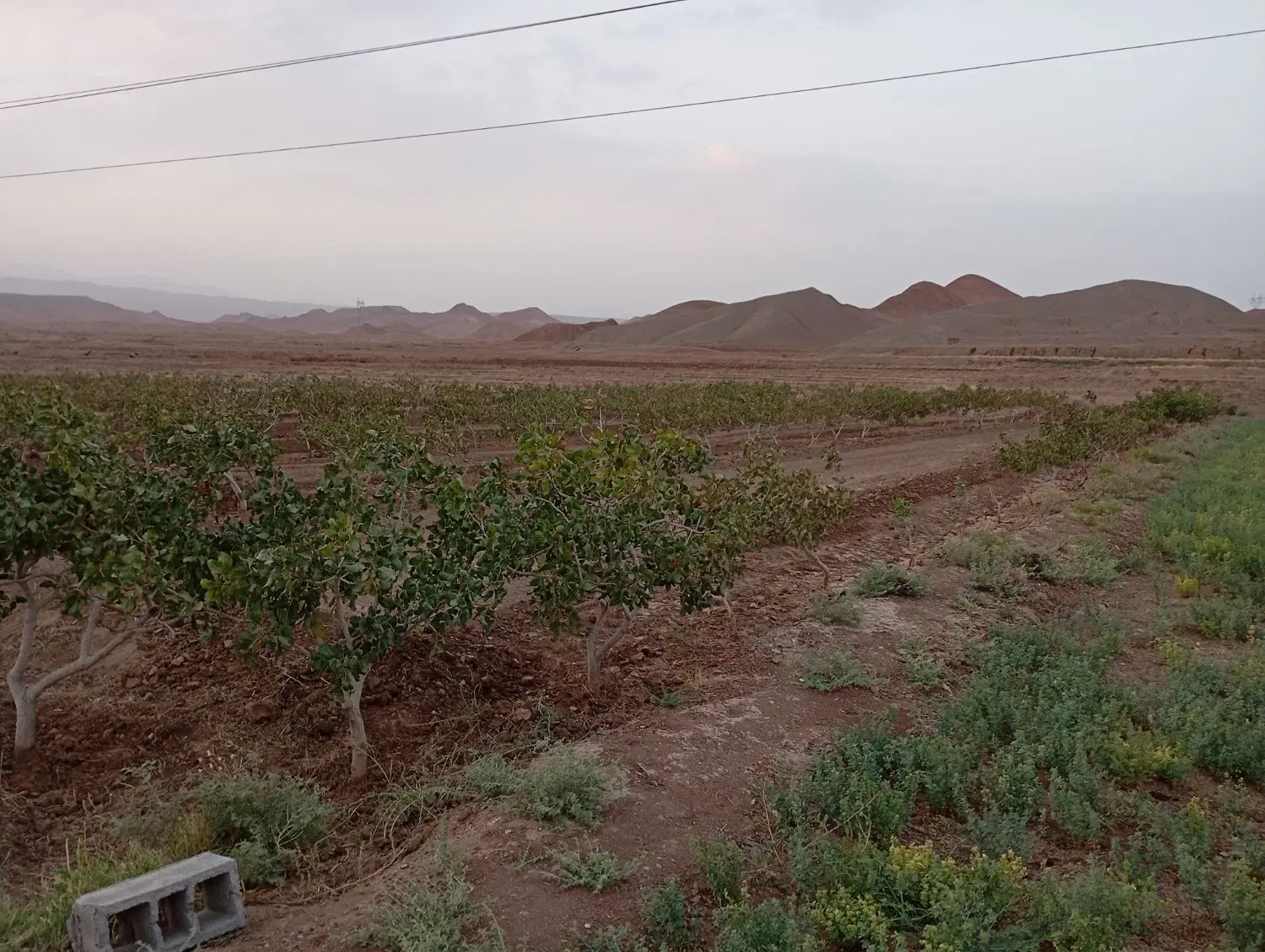باغ پسته
