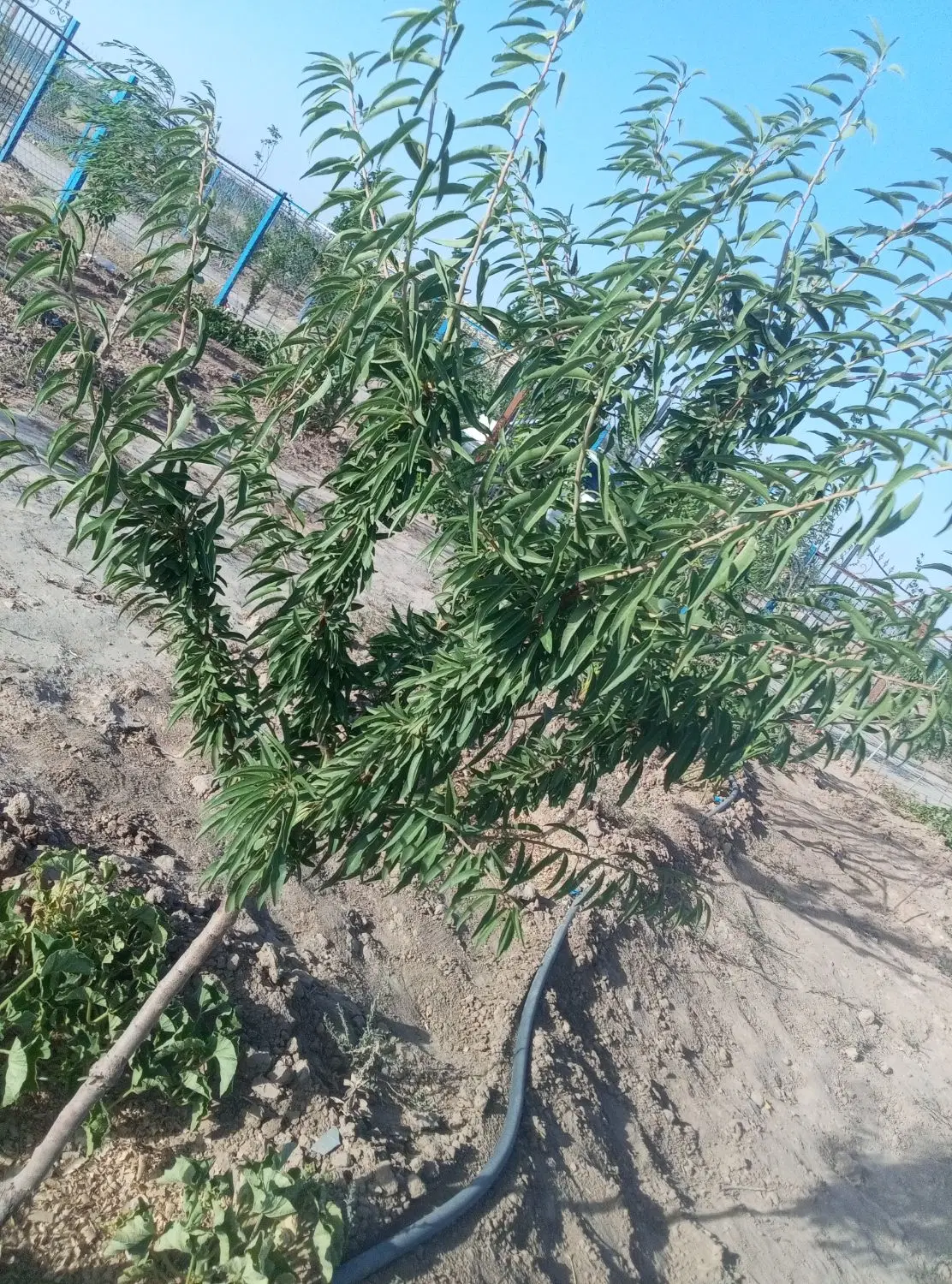 زمین باغی