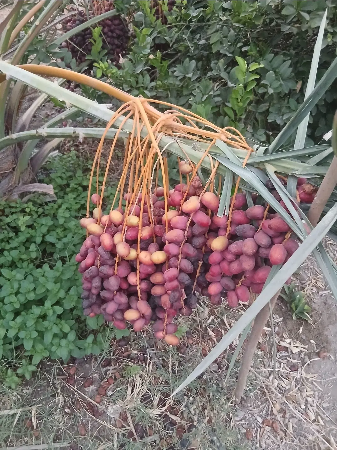 فروش باغ در رودان