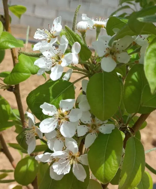 فروش باغشهری