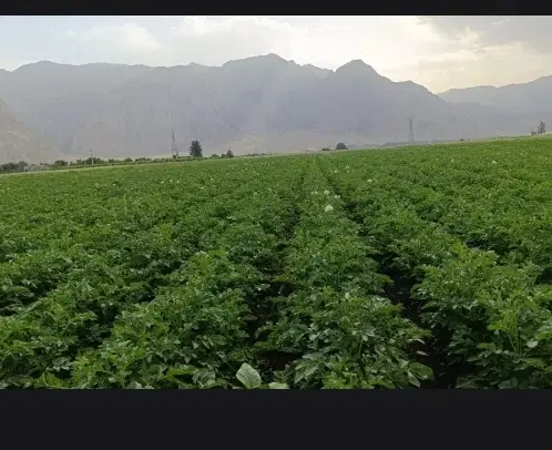 زمین کشاورزی زراعی آبی