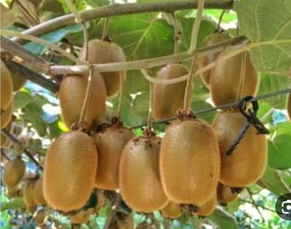 ۵۰۰ m زمین باغی آب و برقدار