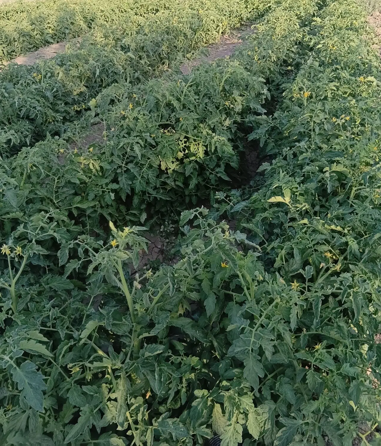 فروش باغ