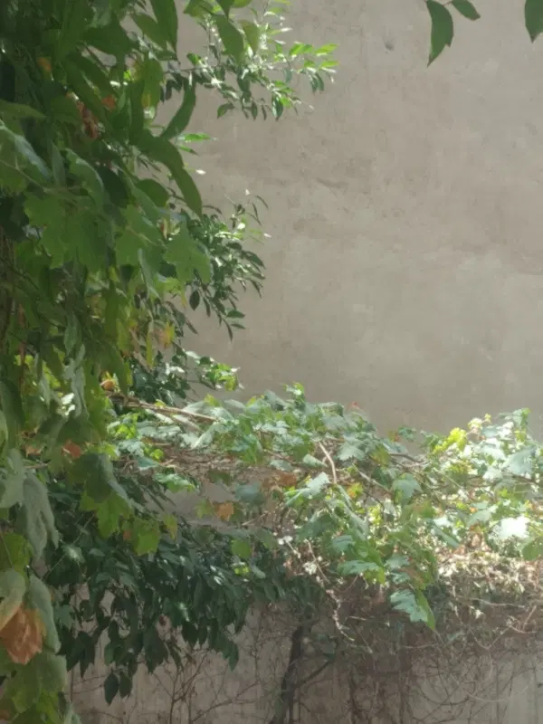 زمین بلوارجمهوری۱۰۰۰متری دوکله